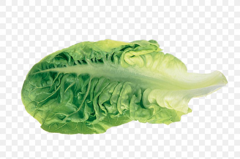 Romaine Lettuce Leaf Vegetable, PNG, 1024x683px, Lettuce, Cabbage, Crop, Food, Harvest Download Free