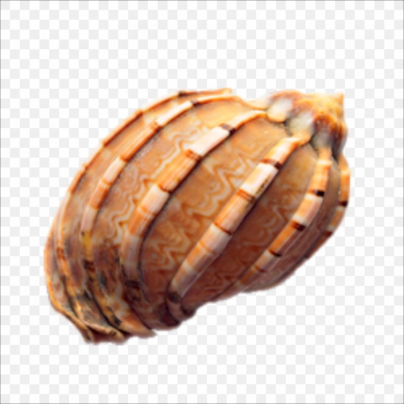 Seashell Conch Euclidean Vector, PNG, 1773x1773px, Seashell, Archive File, Bread, Clams Oysters Mussels And Scallops, Conch Download Free
