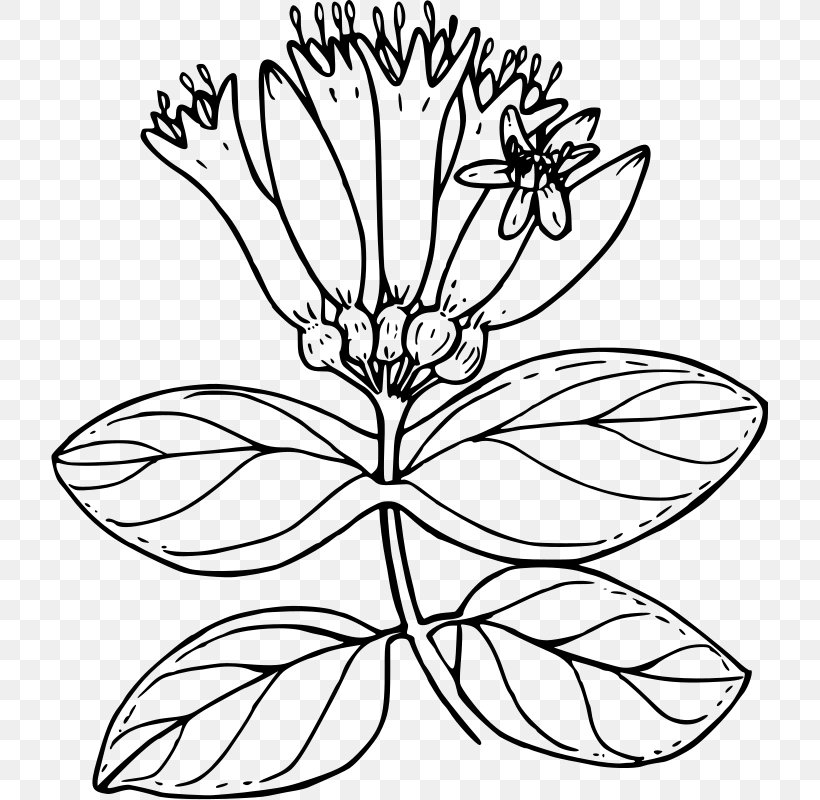 Lonicera Involucrata Drawing Flower Lonicera Ciliosa Floral Design, PNG, 717x800px, Lonicera Involucrata, Artwork, Black And White, Color, Coloring Book Download Free