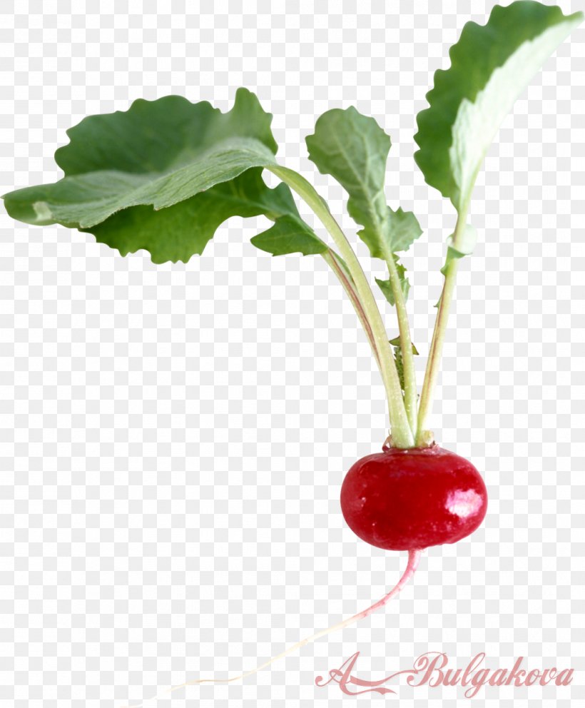 Vegetable Garden Radish Fruit Daikon, PNG, 1057x1280px, Vegetable, Auglis, Beet, Capsicum Annuum, Carrot Download Free