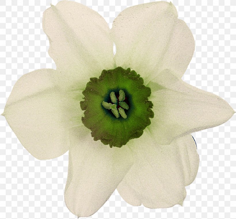 Flower White Petal Plant, PNG, 1080x1006px, Flower, Anemone, Color, Daffodil, Facebook Download Free