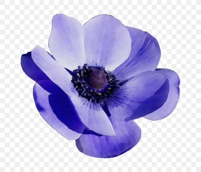 Flowering Plant Petal Flower Violet Purple, PNG, 700x700px, Watercolor, Anemone, Blue, Flower, Flowering Plant Download Free