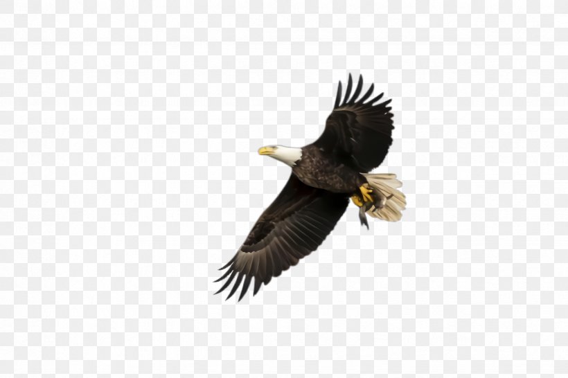 Flying Bird Background, PNG, 2448x1632px, Flying Eagle, Accipitridae, African Fish Eagle, Animal, Bald Eagle Download Free