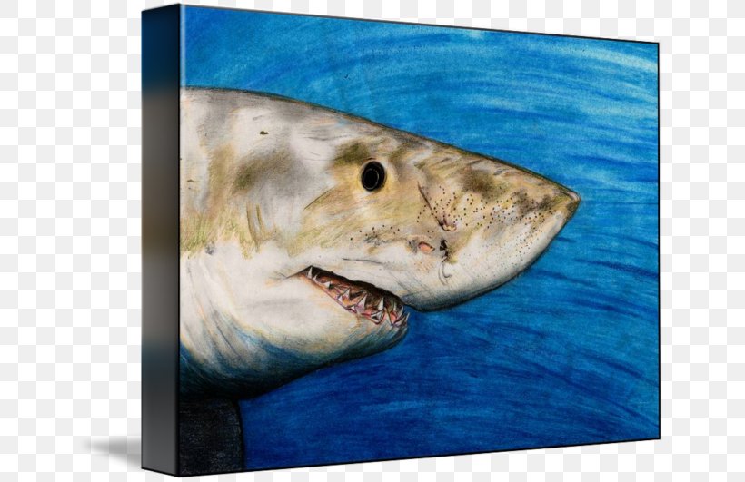 Great White Shark Requiem Sharks Water Fauna, PNG, 650x531px, Great White Shark, Biology, Carcharodon, Cartilaginous Fish, Fauna Download Free