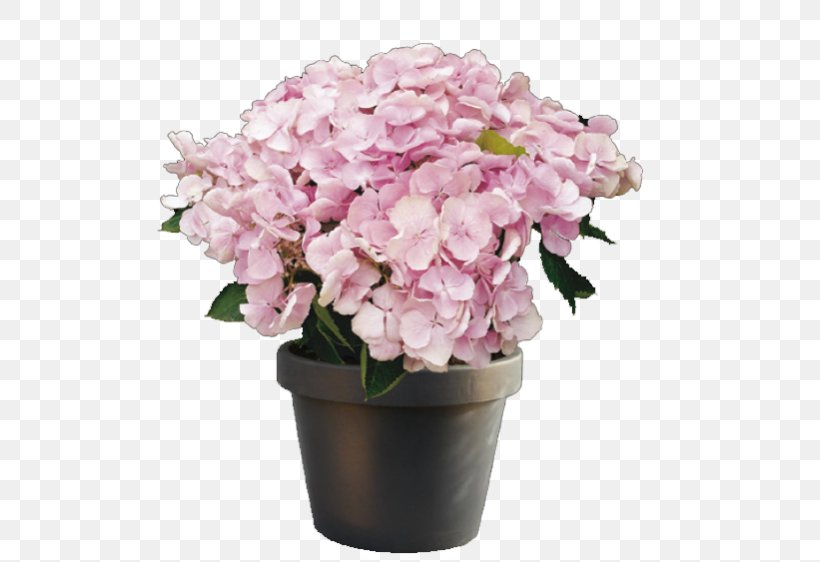 Hydrangea Houseplant Cut Flowers, PNG, 562x562px, Hydrangea, Artificial Flower, Cornales, Cut Flowers, Floral Design Download Free