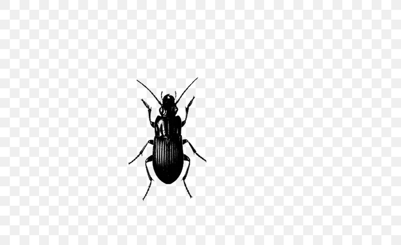 Insect Pest Control Cockroach, PNG, 500x500px, Insect, Arthropod, Bee, Beetle, Black And White Download Free