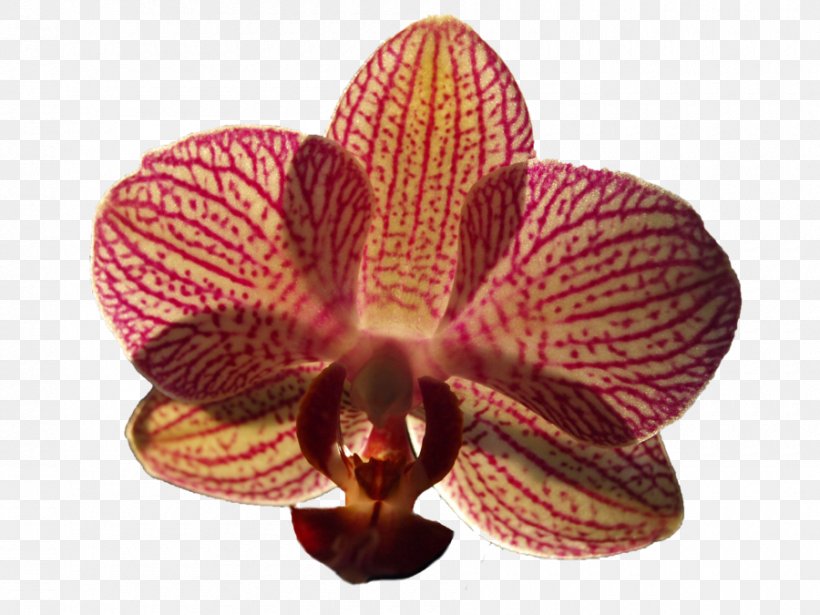 Moth Orchids Flower Orchis Purpurea, PNG, 900x675px, Orchids, Animation, Deviantart, Flower, Flowering Plant Download Free