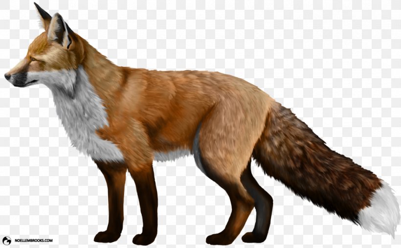 Red Fox Clip Art, PNG, 1024x634px, Red Fox, Carnivoran, Dog Breed, Dog Like Mammal, Drawing Download Free