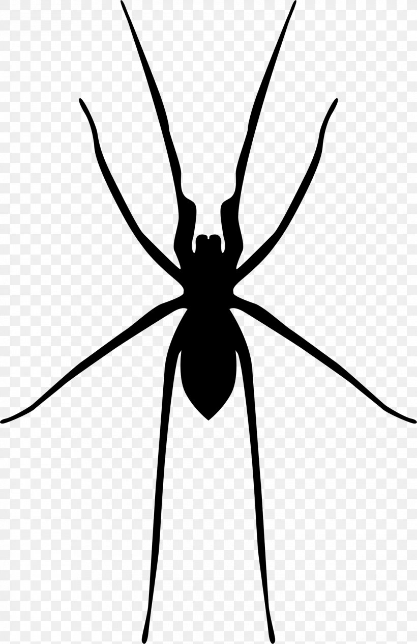Spider Web Widow Spiders, PNG, 1500x2315px, Spider, Animal, Arachnid, Arthropod, Black And White Download Free