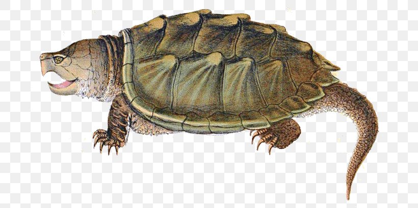 Turtle Soup Alligator Reptile Common Snapping Turtle, PNG, 700x409px, Turtle, Alligator, Alligator Snapping Turtle, Animal, Box Turtle Download Free