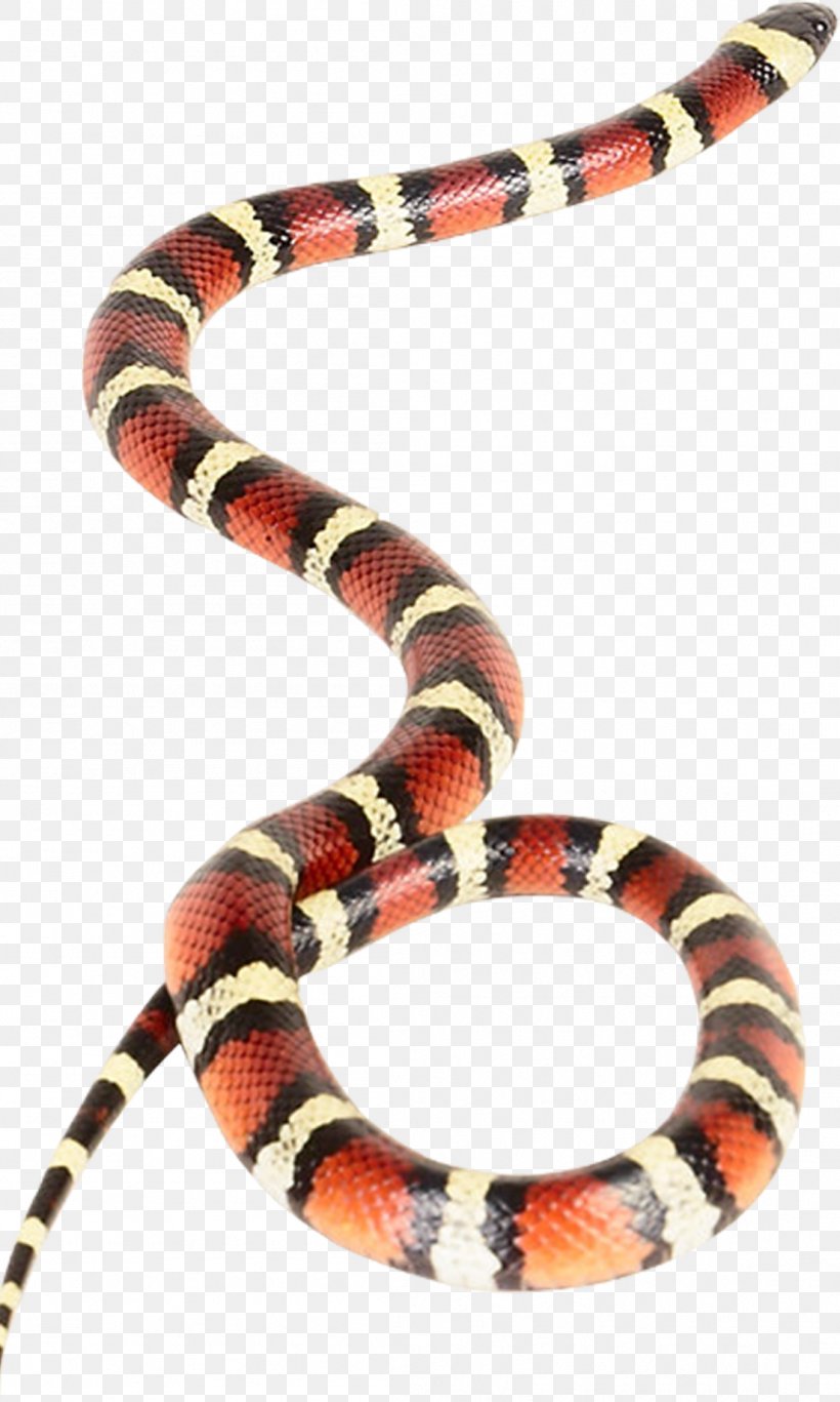 Venomous Snake Vipers Coral Snake Rattlesnake, PNG, 1102x1838px, Snake, Anaconda, Animal, Animal Bite, Boas Download Free