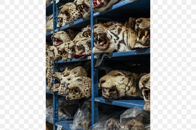 Extinction Event Animal Biodiversity Loss Endangered Species, PNG, 1024x682px, Extinction, Animal, Awareness, Big Cats, Biodiversity Download Free