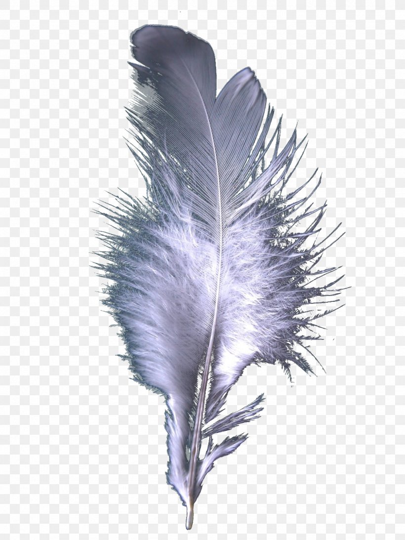 Feather Cloak Bird, PNG, 1024x1365px, Feather, Addition, Bird, Feather Cloak, Itsourtreecom Download Free