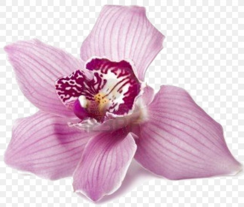 Metamorphoses Flower Achilles Orchids Greek Mythology, PNG, 984x832px, Metamorphoses, Achilles, Color, Cut Flowers, Flower Download Free