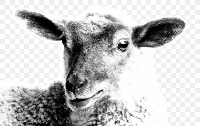 Sheep Goat Cattle Wildlife White, PNG, 1248x788px, Sheep, Animal, Black And White, Cattle, Cattle Like Mammal Download Free