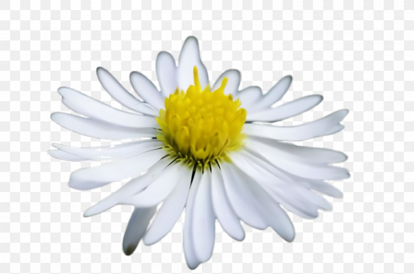Daisy, PNG, 2000x1324px, Flower, Camomile, Chamomile, Daisy, Flowering Plant Download Free