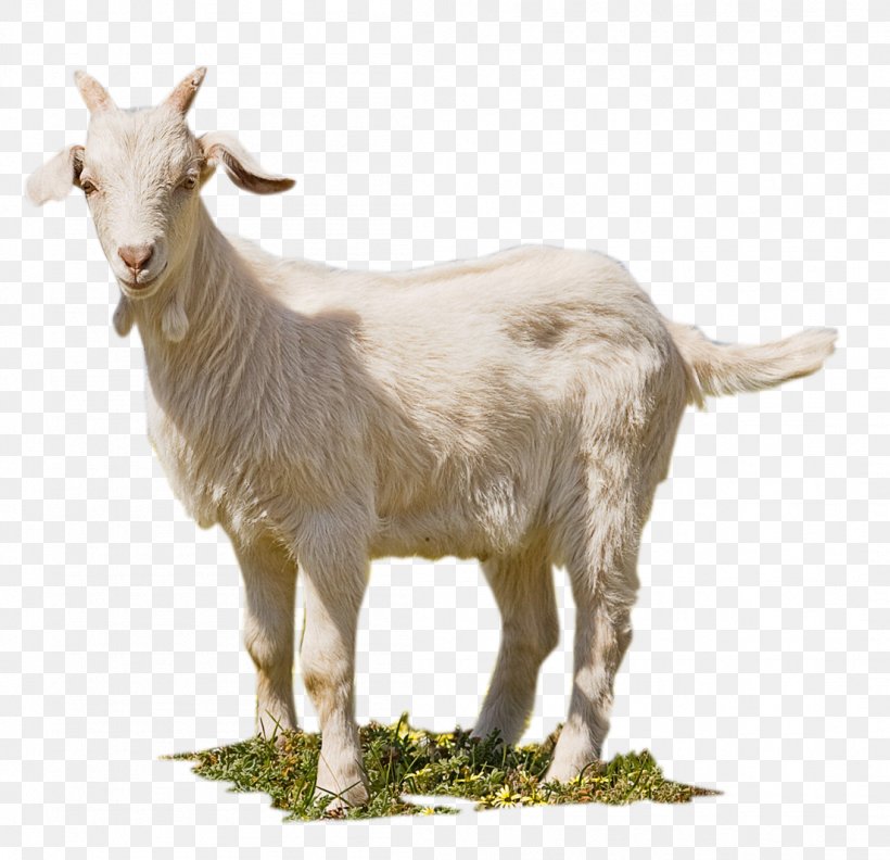 Feral Goat Jamnapari Goat Aqiqah, PNG, 1104x1067px, Feral Goat, Aqiqah, Cow Goat Family, Fauna, Goat Download Free