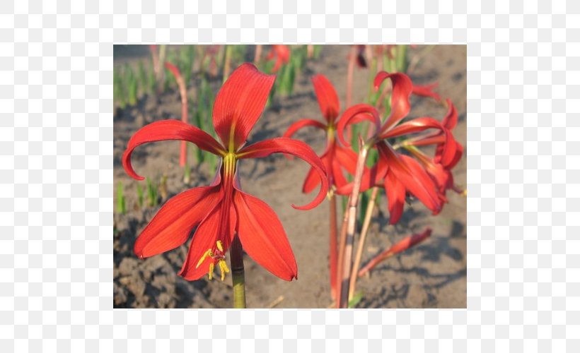 Amaryllis Montbretia Jersey Lily Fritillaries Daylily, PNG, 500x500px, Amaryllis, Amaryllis Belladonna, Amaryllis Family, Belladonna, Coppertips Download Free