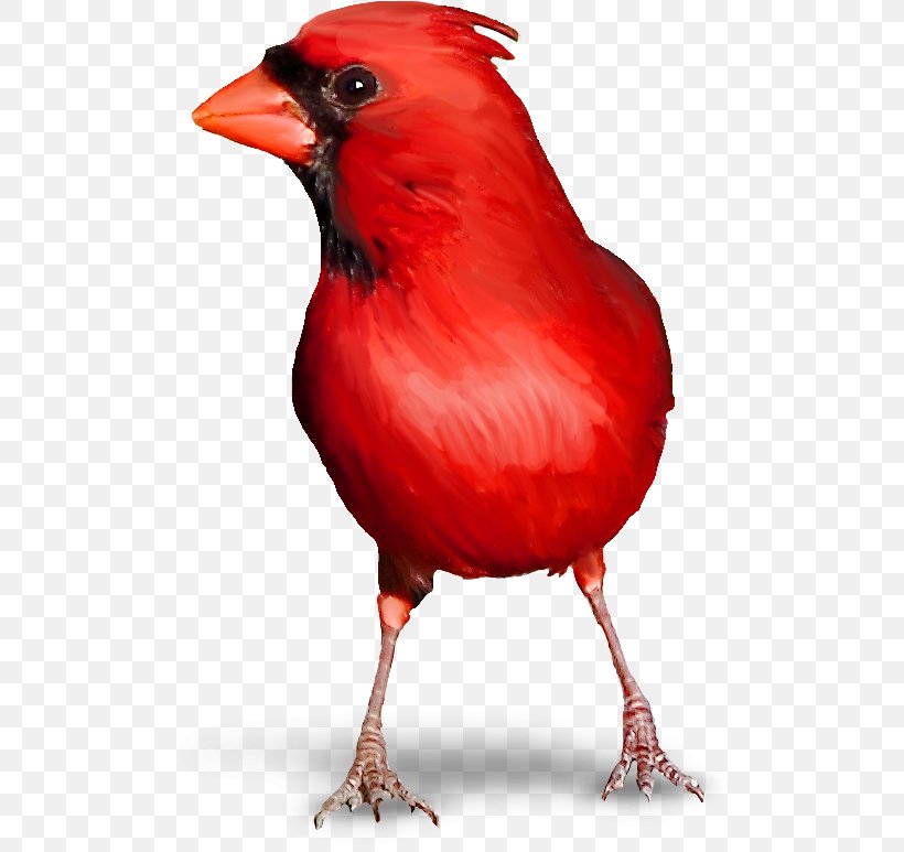 Bird Red Warbler Ergaticus Clip Art, PNG, 517x773px, Bird, Beak, Cardinal, Chicken, Data Download Free