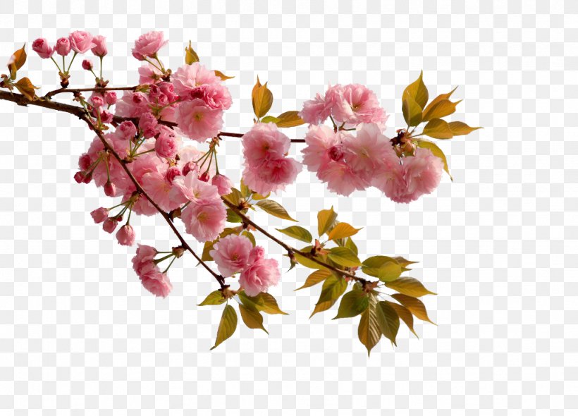 China Cherry Blossom Flower Peach, PNG, 1024x738px, China, Apricot, Blossom, Branch, Cerasus Serrulata Download Free