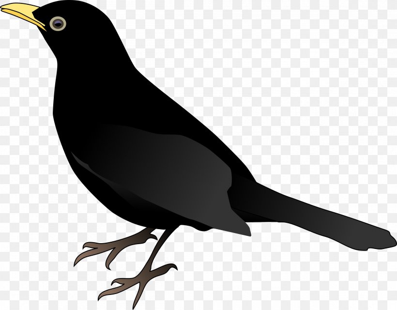 Common Blackbird Crows Clip Art, PNG, 2400x1874px, Bird, Art, Beak, Blackbird, Color Download Free