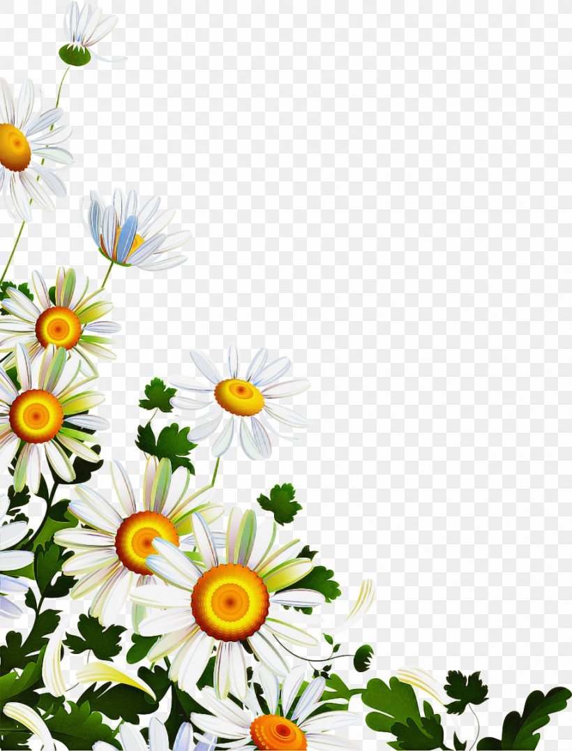 Flowers Background, PNG, 914x1200px, Oxeye Daisy, Annual Plant, Camomile, Chamaemelum Nobile, Chamomile Download Free