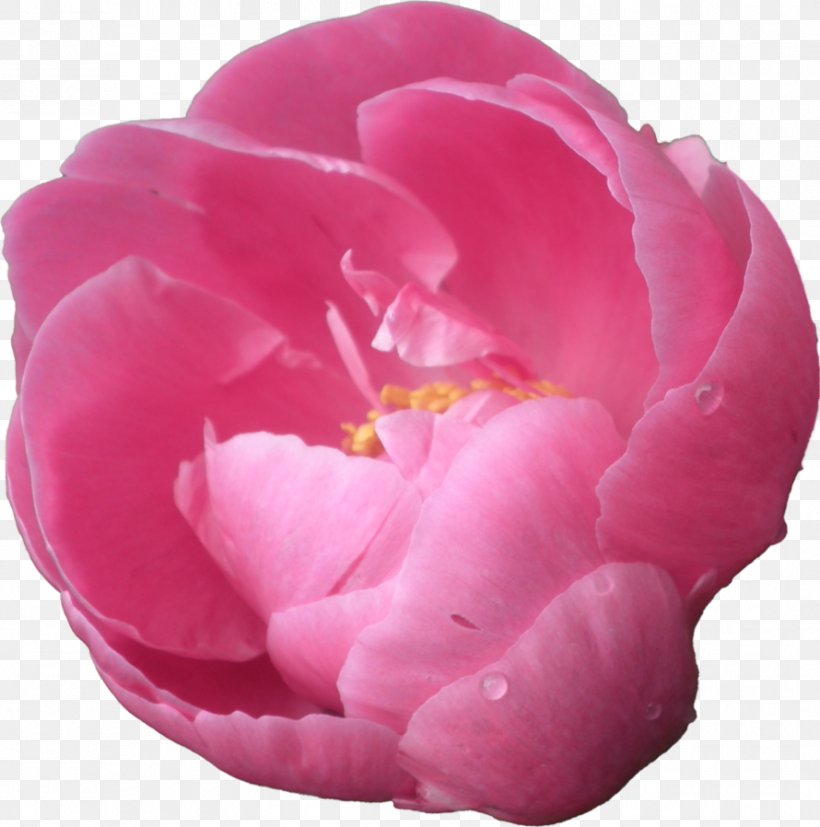 Peony Pink Flowers Clip Art, PNG, 890x898px, Peony, Camellia, Display Resolution, Floribunda, Flower Download Free