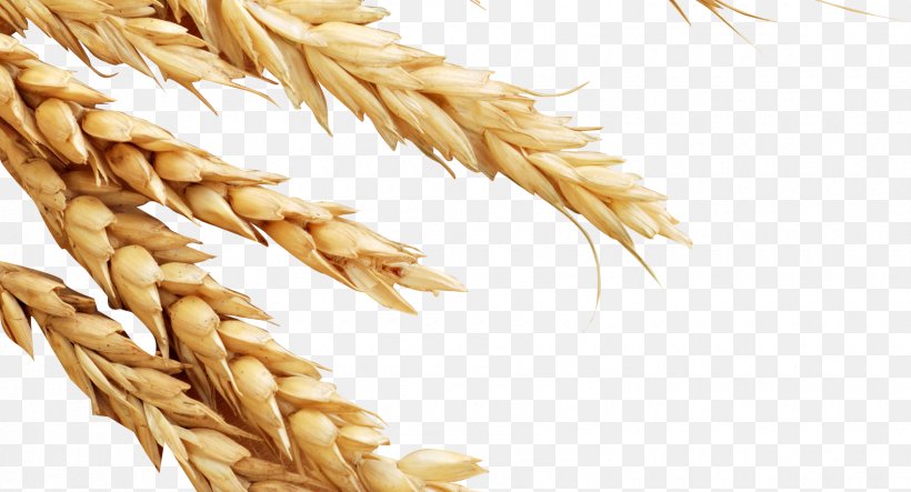 Rice Gadu Oat Spelt Emmer, PNG, 1700x920px, Rice Gadu, Avena, Cereal, Cereal Germ, Commodity Download Free