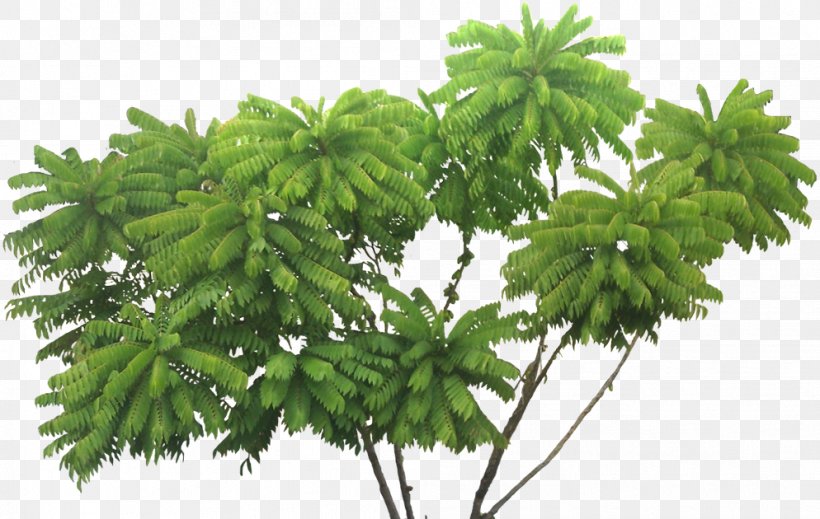 Bilimbi Fruit Tree Shrub, PNG, 994x630px, Bilimbi, Averrhoa, Branch, Carambola, Evergreen Download Free