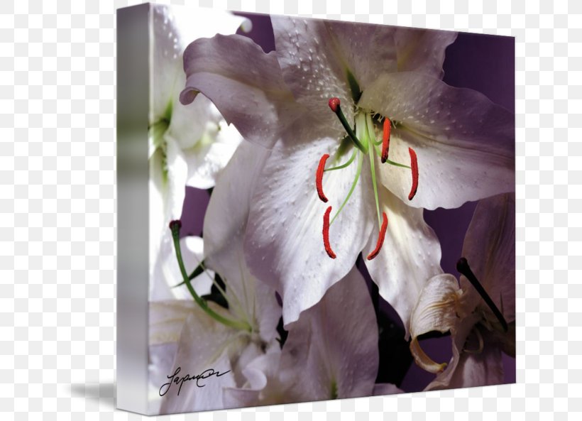 Floral Design Flowering Plant, PNG, 650x593px, Floral Design, Blossom, Flora, Floristry, Flower Download Free