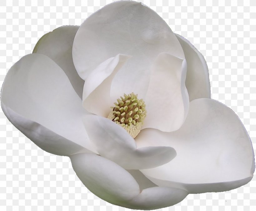 Flowering Plant Southern Magnolia Chinese Magnolia, PNG, 1043x862px, Flower, Chinese Magnolia, Evergreen, Flowering Plant, Hydrangea Download Free