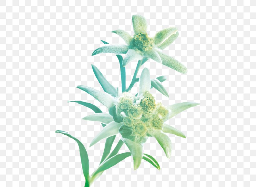 Leontopodium Nivale Petal Flower Plant Symbolism Edelweiss, PNG, 600x600px, Leontopodium Nivale, Common Daisy, Edelweiss, Flower, Flowering Plant Download Free