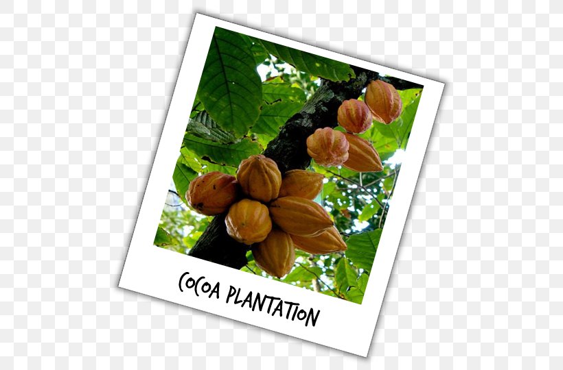 Picture Frames Cacao Tree Fruit Plants, PNG, 513x540px, Picture Frames, Cacao Tree, Food, Fruit, Picture Frame Download Free