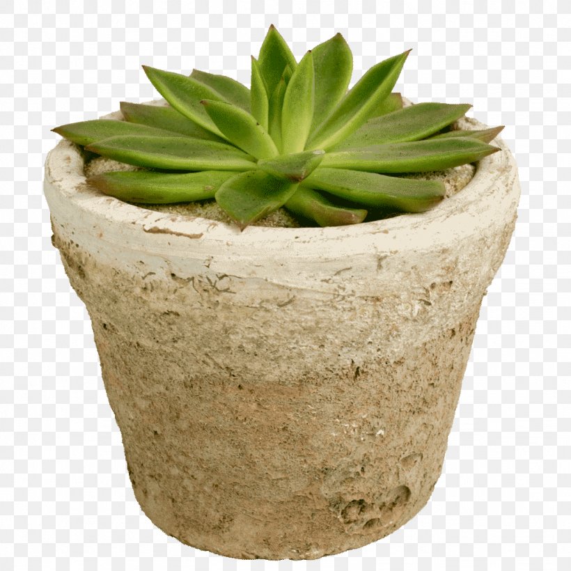 Succulent Plant Agave Flowerpot, PNG, 1024x1024px, Succulent Plant, Agave, Aloe, Arid, Cactaceae Download Free