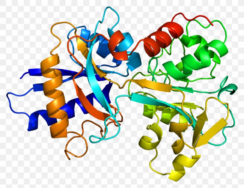 Transferrin Receptor Protein Lactoferrin Iron, PNG, 975x752px, Transferrin, Beta2 Transferrin, Blood, Blood Plasma, Blood Proteins Download Free