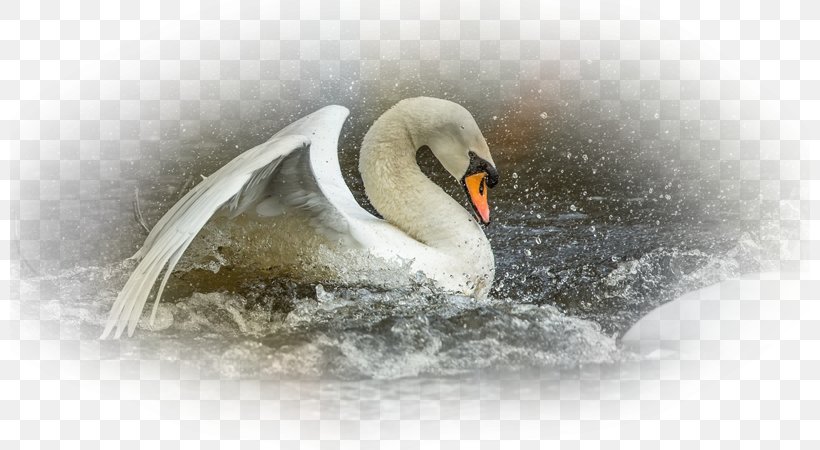 Cygnini Beak Desktop Wallpaper Water Bird Close-up, PNG, 800x450px, Cygnini, Beak, Bird, Closeup, Computer Download Free