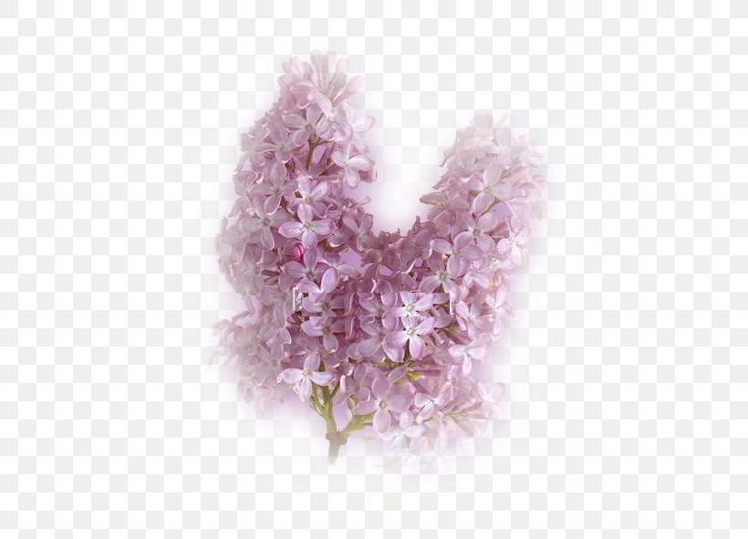 Flower Lilac Petal Pensées, PNG, 591x591px, Flower, Etching, Heart, Idea, Lavender Download Free