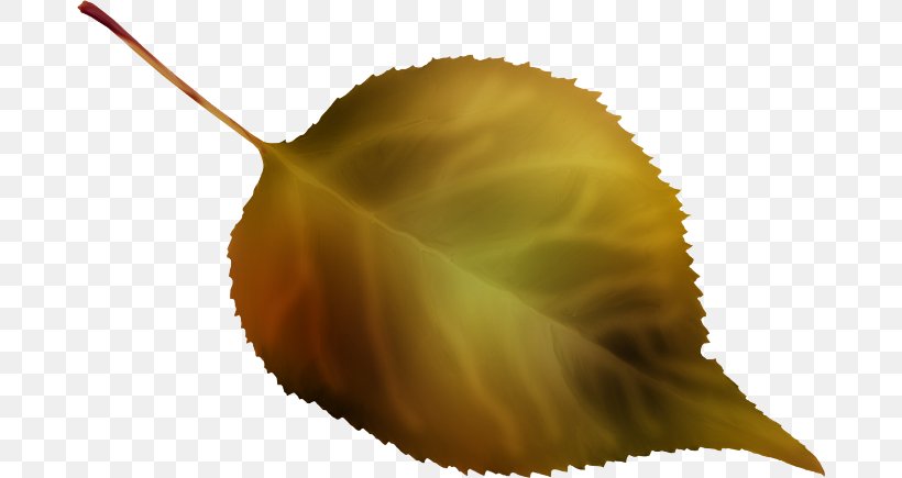 Leaf Close-up Petal, PNG, 680x435px, Leaf, Closeup, Petal, Plant Download Free