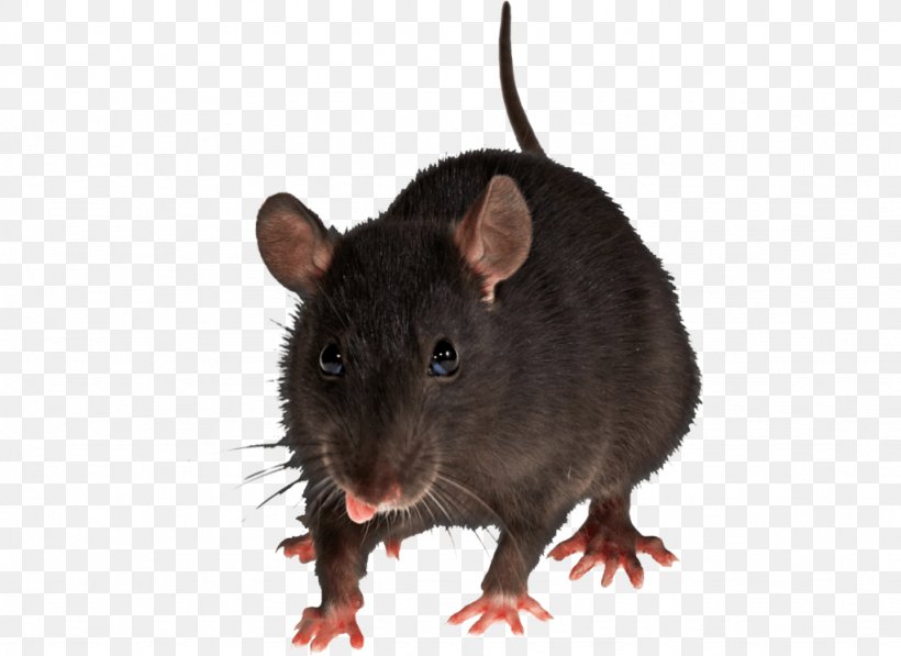 Brown Rat Mouse Black Rat Rodent Pest Control, PNG, 1024x746px, Brown Rat, Animal, Bed Bug, Black Rat, Exterminator Download Free