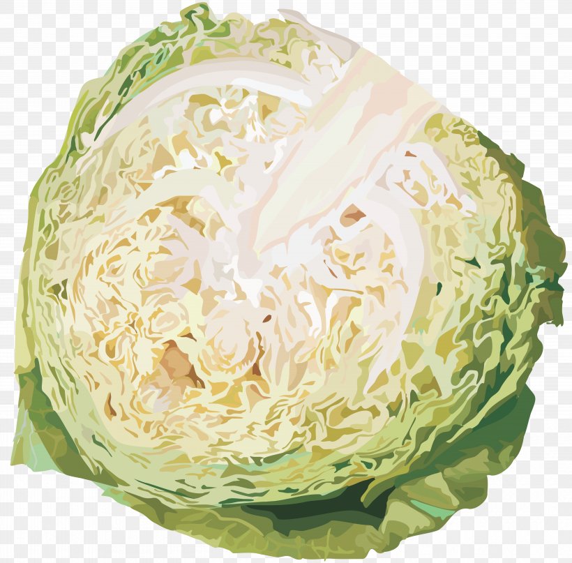 Cabbage Kohlrabi Vegetable Clip Art, PNG, 5619x5533px, Cabbage, Brassica Oleracea, Broth, Food, Fruit Download Free