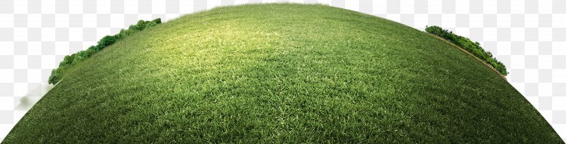Green Grasses Tree Family, PNG, 3208x820px, Green, Family, Grass, Grass Family, Grasses Download Free