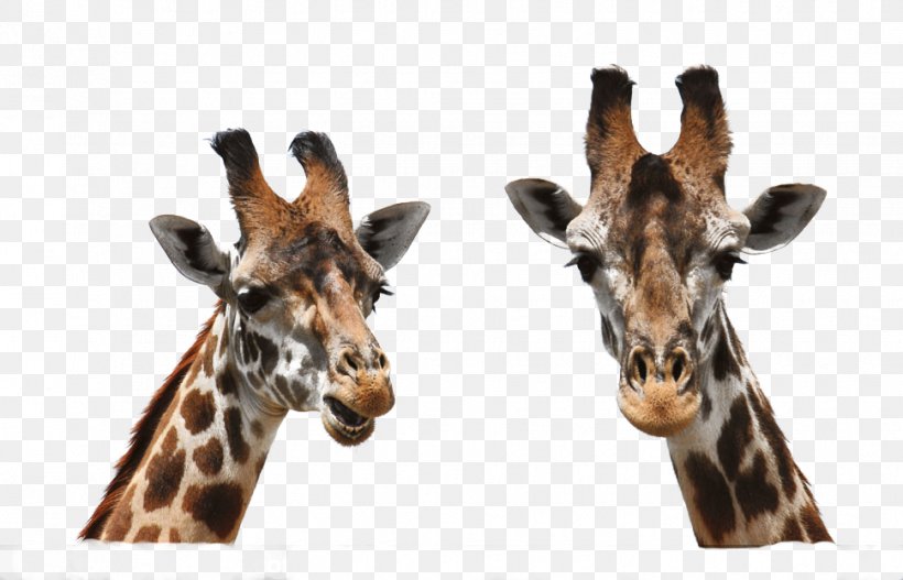 Masai Giraffe Northern Giraffe Photography Neck, PNG, 970x624px, Masai Giraffe, Animal, Camelopardalis, Closeup, Elephant Download Free