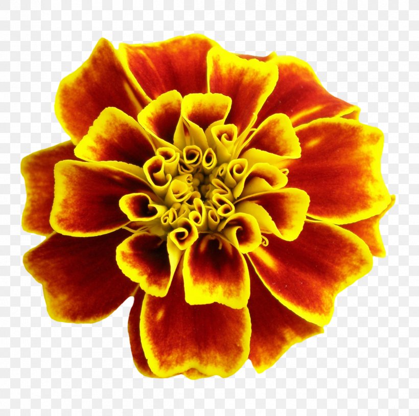Flower Clip Art Rose Desktop Wallpaper, PNG, 2421x2406px, Flower, Annual Plant, Blue Rose, Close Up, Cut Flowers Download Free