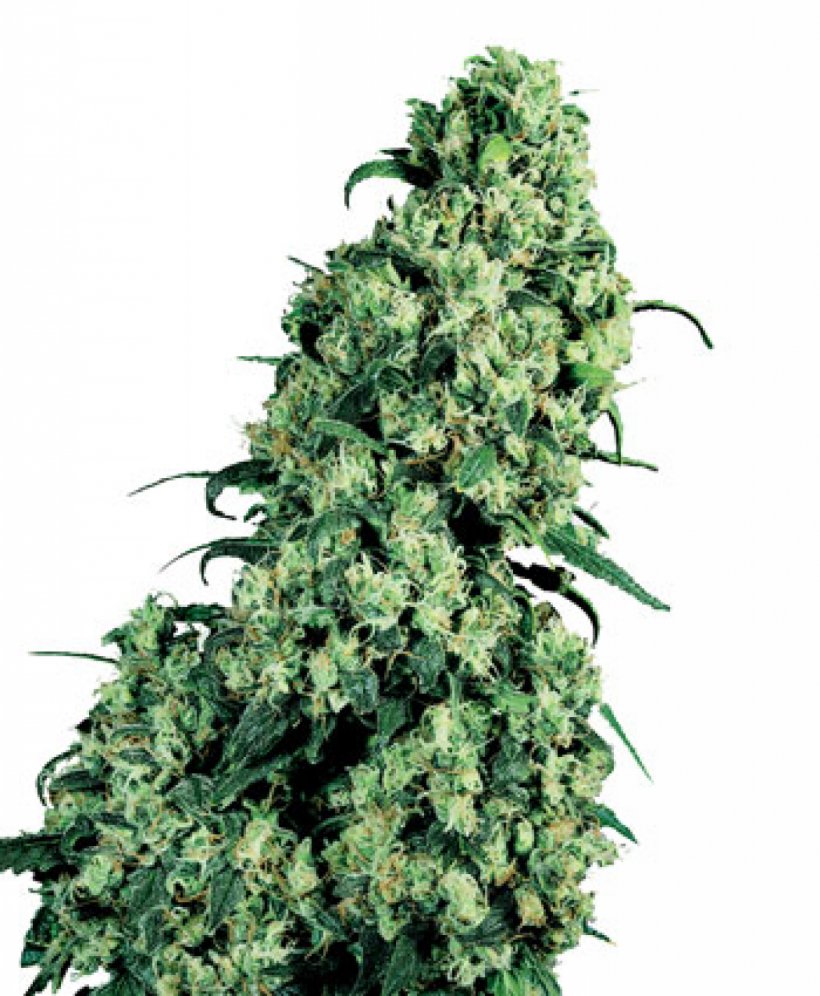 Skunk Cannabis Sativa Seed Marijuana, PNG, 1317x1600px, Skunk, Autoflowering Cannabis, Breed, Cannabis, Cannabis Sativa Download Free