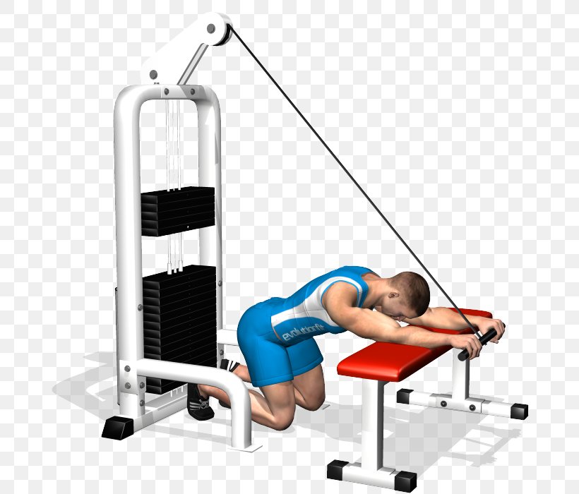 Triceps Brachii Muscle Lying Triceps Extensions Exercise Cable Machine Bench, PNG, 700x700px, Watercolor, Cartoon, Flower, Frame, Heart Download Free