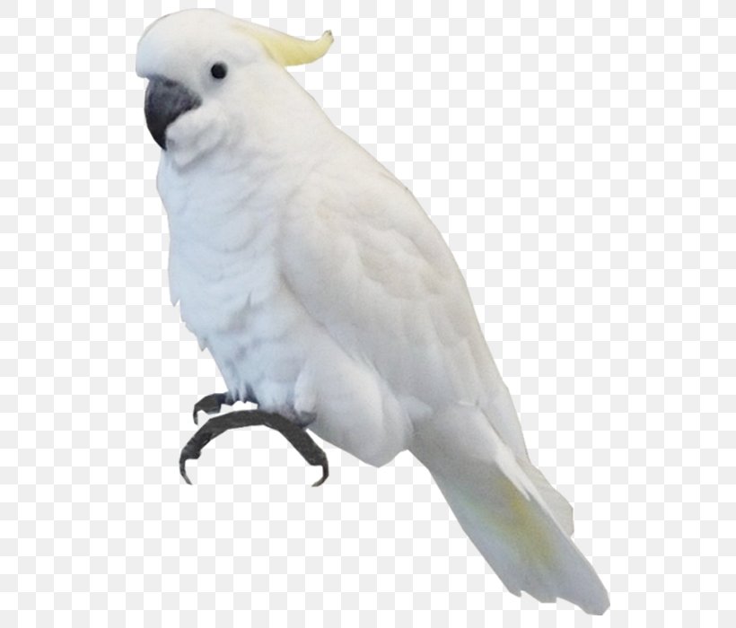 Bird Parrot Sulphur-crested Cockatoo, PNG, 700x700px, Bird, Beak, Cockatoo, Common Pet Parakeet, Editing Download Free