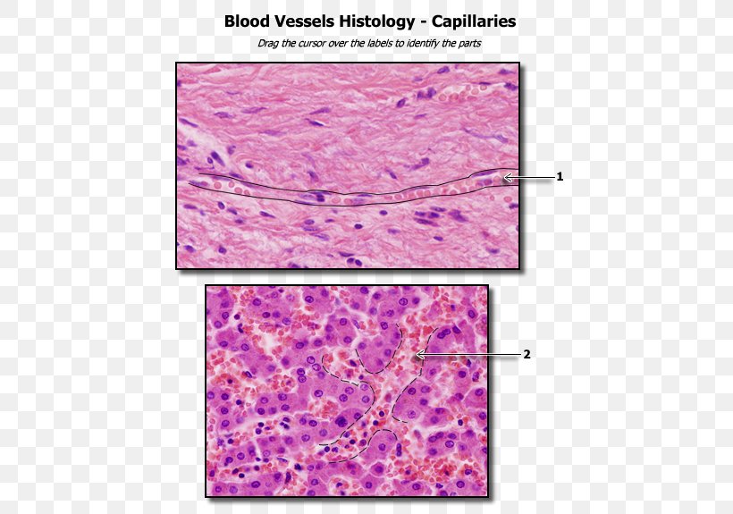Capillary Human Anatomy Blood Vessel Human Body, PNG, 600x575px, Capillary, Abdominopelvic Cavity, Anatomy, Artery, Blood Download Free