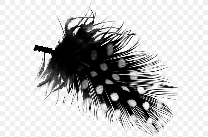 Computer Software Feather Clip Art, PNG, 600x543px, Computer Software, Black, Black And White, Feather, Graphics Software Download Free