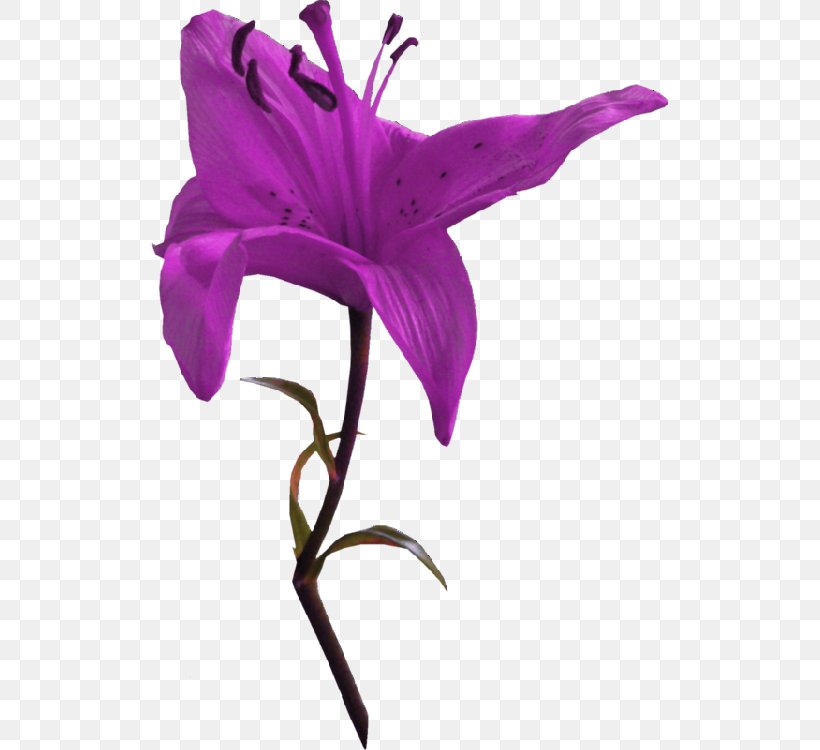 Flower Image Purple Violet, PNG, 517x750px, Flower, Botany, Color, Cut Flowers, Flowering Plant Download Free