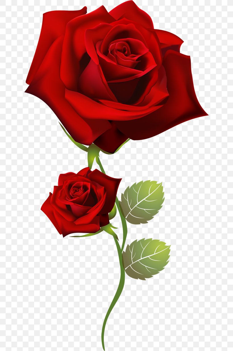 Rose Pink, PNG, 650x1233px, Rose, Cut Flowers, Drawing, Flora, Floribunda Download Free